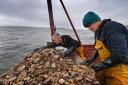 Native shellfish coming back from the brink of extinction