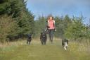 Dog walker Laura Anderson photographed with Fergus, Penny and Charlie at the Campsie Fells. Picture: Kirsty Anderson/Newsquest Herald & Times