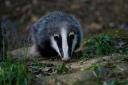 BADGER SPOTTED: Adrian Bumble Watts captured this shot of a badger