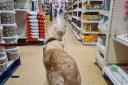 Is it time to give your dog a say when filling up your trolley at the shops?