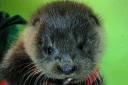 One of the two orphaned otter pups rescued after being found in Sutherland recovers after treatment.