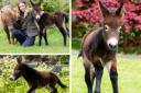 In pictures: Meet the world's first mini-mule