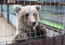 Byara the bear will have a new home in Scotland