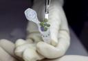 Plant grown during the experiment being placed in a vial. Credit: University of Florida/ PA
