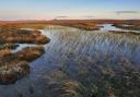 Scotland’s peat bogs are a precious resource