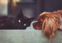 Charities warn of impact of cost of living crisis on pets