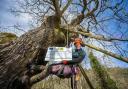 Arborist Kirsty Smith undertakes preservation work on ancient Jed Forest oak, the Capon Tree.