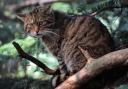 Scottish Wildcats are on the brink of extinction.
