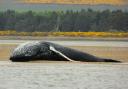 Humpback whale washes up in Loch Fleet