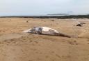 A minke whale carcass was found washed up on a North Berwick