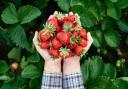 If you planted new strawberries last autumn, you may get some this yearImage: Getty