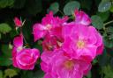 The shrub rose