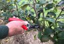 When pruning, start by completely removing any dead, cankerous or otherwise diseased limbs and stems