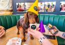 Around 300 Dachshunds expected at 'pup-up' cafe in city centre bar
