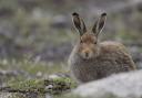 The iconic mountain hare – Scotland’s only native hare - was among the 84 species killed