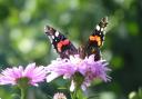 A red admiral butterfly enjoying the sunshine on michaelmas daisies