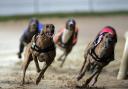Scottish Government 'not persuaded of the need' for ban on greyhound racing