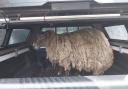 'Scotland’s loneliest sheep' rescued after being marooned at foot of cliff for years