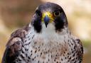 A peregrine falcon was found dead in an illegal trap near Edinburgh