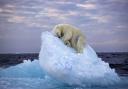 Ice Bed by Nima Sarikhani, UK, of a polar bear in Norway's Svalbard archipelago.