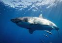 Conditions in Scottish waters are ideal for great white sharks