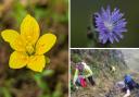 Rare Scottish stocks of yellow marsh saxifrage and Alpine blue sow thistle are being boosted by international seeds