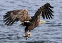 Birds of prey such as eagles are at risk of extinction in Africa, a St Andrews study has found