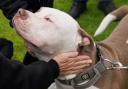 The Scottish SPCA has given guidance on owners bringing Xl Bullies to Scotland