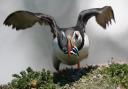 Seabirds like puffins will benefit from a ban on industrial sandeel fishing in Scottish waters
