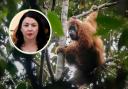 Labour MSP Monica Lennon's ecocide proposals could help protect under-threat orangutans