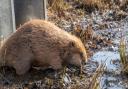 Beavers released at RSPB Scotland Insh Marshes nature reserve