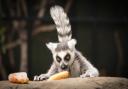 Ring-tailed lemurs featured in the study