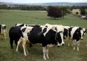 The disease infects cows (stock pic)