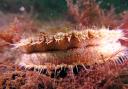 A scallop in the Lamlash Bay No Take Zone