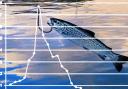 The Future of Clyde Fishing data graphic