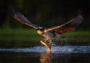 An Osprey catches two Rainbow Trout at Rothiemurchus