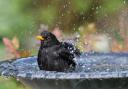 Blackbirds, and other songbirds, are in decline in the UK due to a decline in habitats and biodiversity