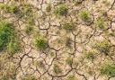 Cracked clay soil with grass and small weed plants