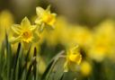 Daffodils can be planted any time from now to November