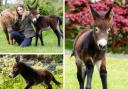 In pictures: Meet the world's first mini-mule