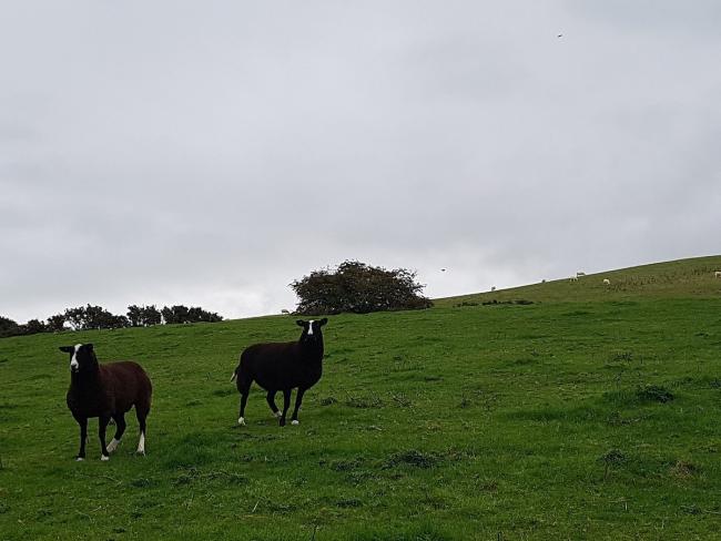 A pair of Zwartbles lambs