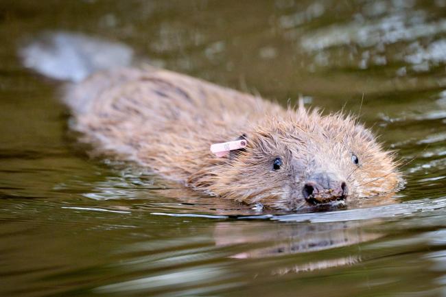 Eurasian beaver are loose in Scotland
