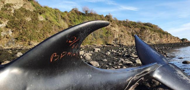 Dead whale washes up on Fife beach despite rescue efforts