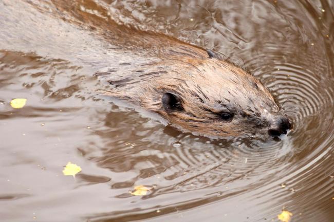 Beavers have become naturalised in Scotland in recent decades