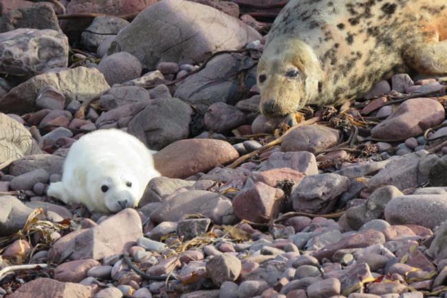 Hundreds of seal pups killed at nature reserve during Storm Arwen