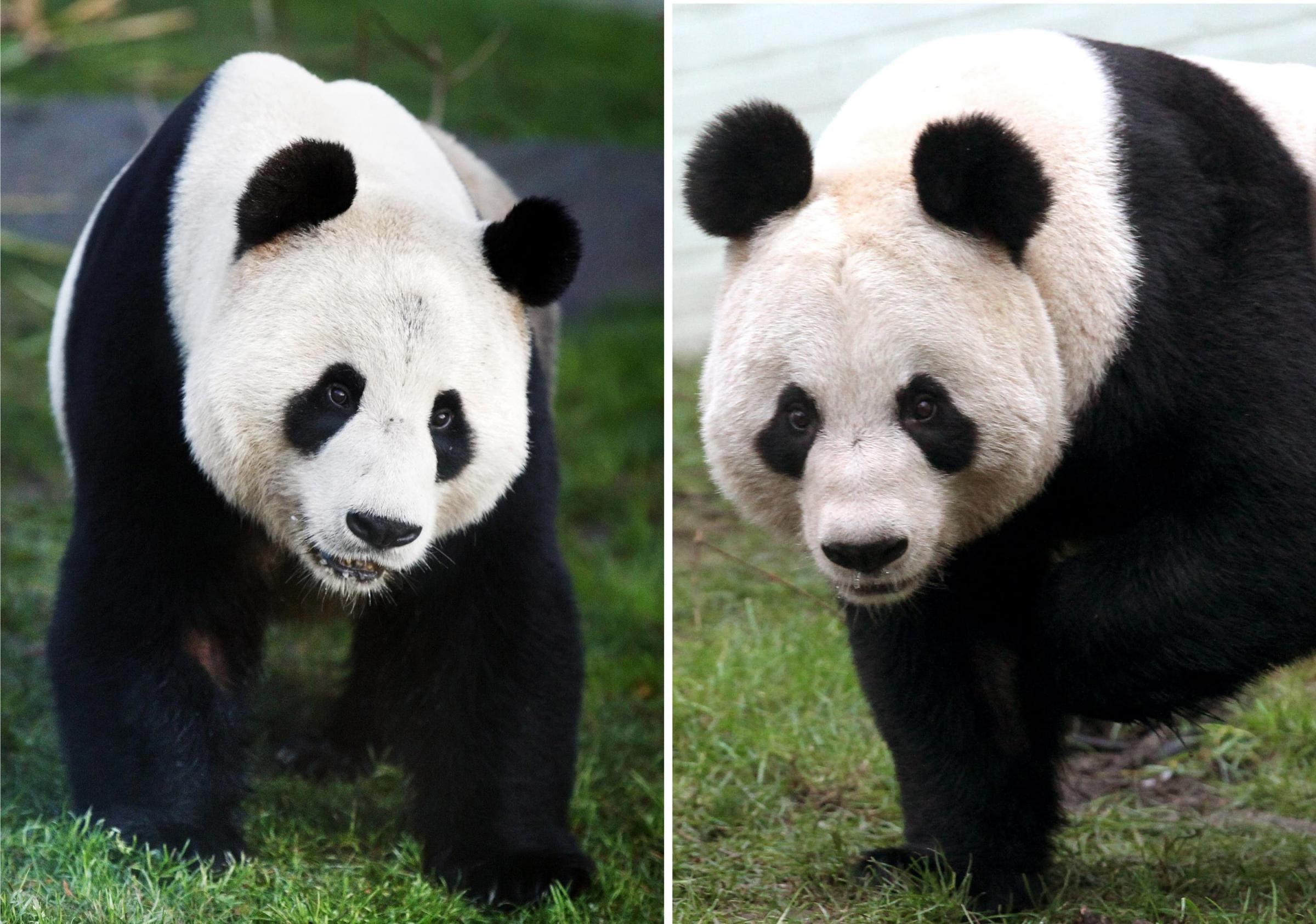 Edinburgh zoo pandas: Pair to stay in Scotland for another two years