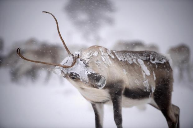 HeraldScotland: Cairngorm reindeer herd. Picture: Jeff J Mitchell/Getty Images