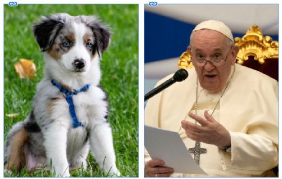 The Pope says too many couples are choosing pets over children