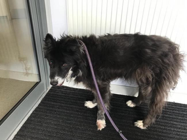Jess was injured in a road accident and later put to sleep. Picture credit: Scottish SPCA.