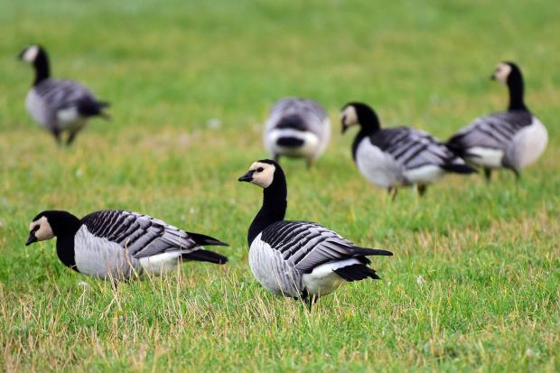 HeraldScotland: Barnacle geese